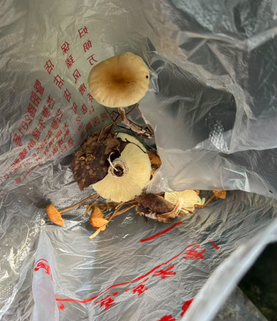 “经AI认证为无毒”,一人吃完野蘑菇进了ICU